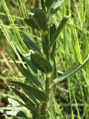 Acalypha caperonioides