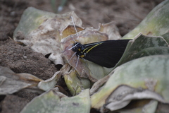 Pereute charops charops