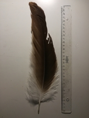 Gyps fulvus