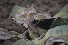 Pereute charops charops