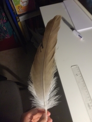 Gyps fulvus