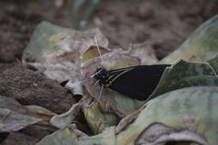 Pereute charops charops