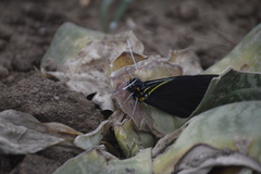 Pereute charops charops