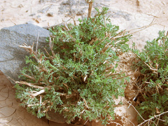 Artemisia sieberi