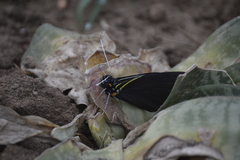 Pereute charops charops