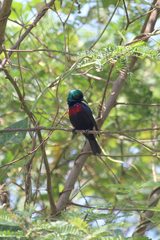 Cinnyris erythrocercus