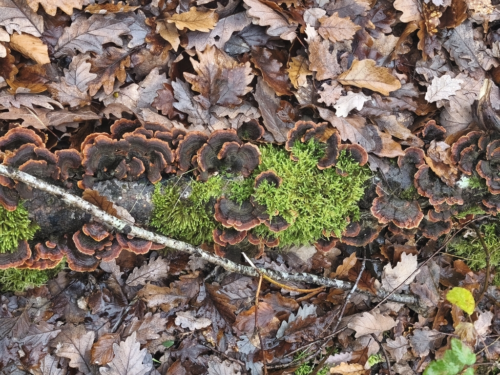 Stereum insignitum · December 2025 · photo: © mycototor (iNaturalist, cc-by)