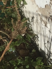 Patellifolia