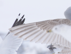 Larus glaucoides kumlieni