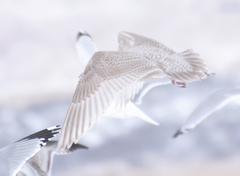 Larus glaucoides kumlieni