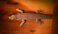Phelsuma modesta