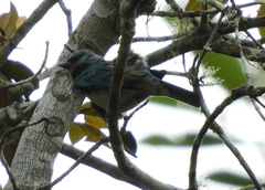 Stilpnia nigrocincta