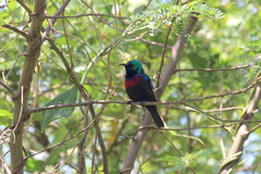 Cinnyris erythrocercus