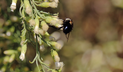 Archytas scutellatus