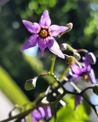 Solanum dulcamara