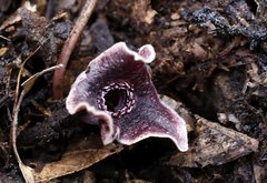 Asarum curvistigma
