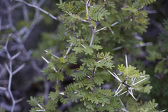Prosopis palmeri