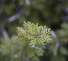 Prosopis palmeri