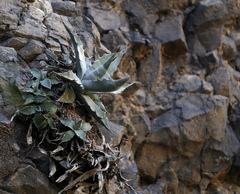 Agave sobria