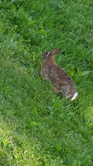 Sylvilagus floridanus