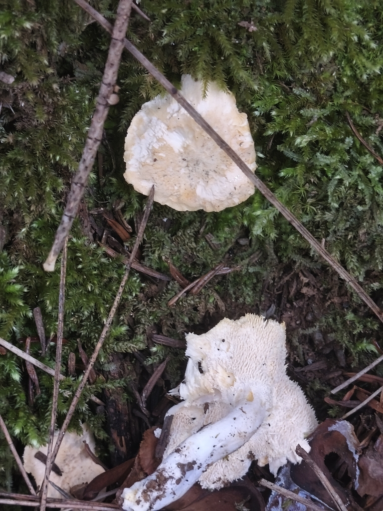 Hydnum repandum · December 2025 · photo: © mycototor (iNaturalist, cc-by)