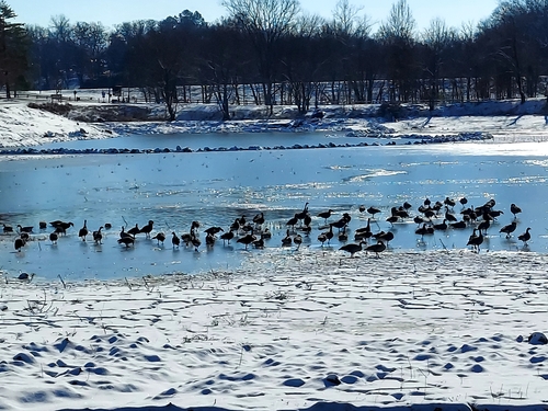 Canada Goose photographed in Missouri