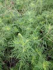 Ambrosia tenuifolia