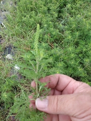 Ambrosia tenuifolia