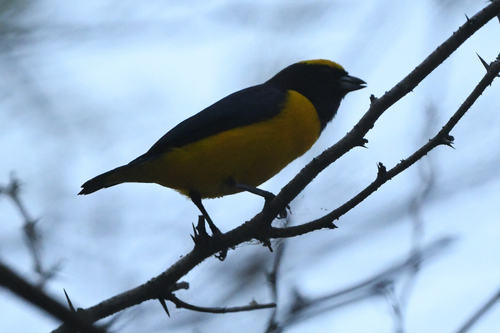 Trinidad Euphonia (Euphonia trinitatis), photo 10