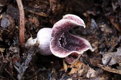 Asarum curvistigma