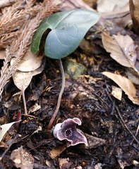Asarum curvistigma