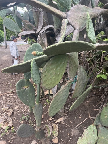 Indian fig opuntia