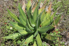 Agave ghiesbreghtii
