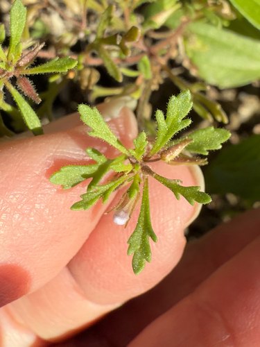 Obi-Wan conobea (Leucospora multifida)