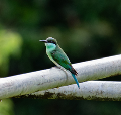 Blue-Throated Bee-Eater photo 4