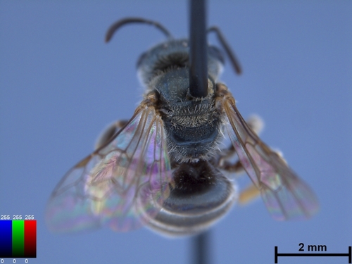 iNaturalist observation photo of Tripartite Sweat Bee