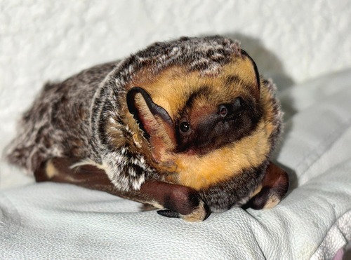 Northern Hoary Bat observed by cmyers
