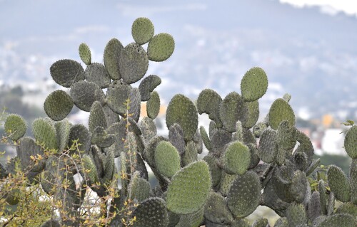 Gracemere-pear (Opuntia streptacantha)