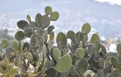 (c) Zac Peterson, some rights reserved (CC BY) Opuntia streptacantha, photograph (c) Zac Peterson, some rights reserved (CC BY)