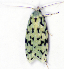 Izatha peroneanella