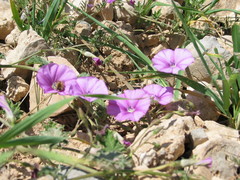 Convolvulus stachydifolius
