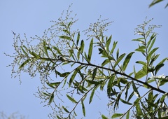 Vernonanthura patens