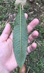 Vernonanthura patens