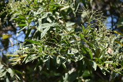 Vernonanthura patens