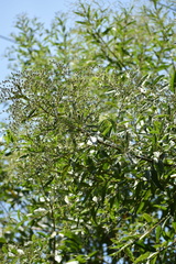 Vernonanthura patens