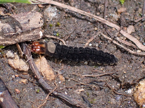 Goldenrod Soldier Beetle, photo 3 of 8