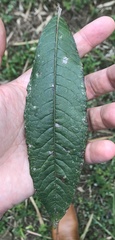 Vernonanthura patens