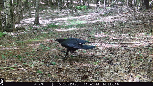 Common Raven photographed in New Hampshire