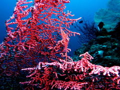 Oxycirrhites typus
