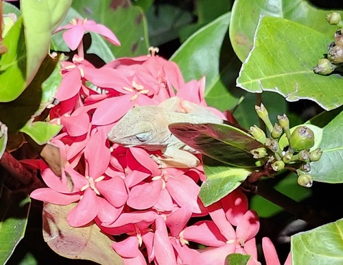 Cordillera Oriental Stout Anole, Anolis higuey